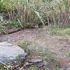 Plants: image 82 Of 208 Thumb
